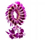 Violet Orchid Stock Photo