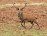 Red Deer Stag In Bradgate Park Stock Photo
