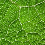 Green Leaf Macro Background Stock Photo