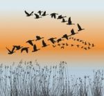 Spring Goose Migration Stock Photo