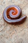 Millipede Curled Up In A Circle Stock Photo