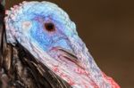 Closeup Head Of Male Wild Turkey Stock Photo