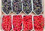 Fruit Baskets With Red Berries And Black Currants Stock Photo