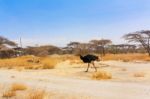 Ostrich In National Park In Ethiopia Stock Photo
