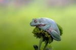 Frog, Dumpy Frog, Mammals, Nature, Stock Photo