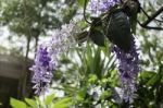 Beautiful Of Purple Petrea Volubilis Flower Nature Background Stock Photo