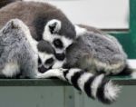 Ring-tailed Lemur (lemur Catta) With Baby Stock Photo