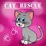 Cat Rescue Indicates Pets Saving And Recovering Stock Photo