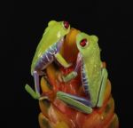 Red Eyed Tree Frogs Stock Photo
