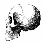 Side View Of Skull Stock Photo