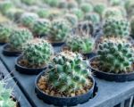 Small Cactus Stock Photo