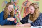 Two Teenage Girls Studying Human Dna Model In Biology Lesson Stock Photo