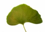 Leaf Ginkgo Biloba Stock Photo