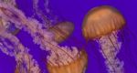 Three Beautiful Deadly Jellyfishes In The Sea Stock Photo