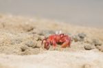 Fiddler Crab Stock Photo