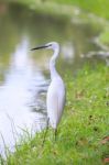Animals In Wildlife - White Egrets Stock Photo