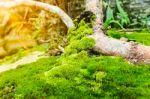 Beautiful Tree With Moss Cover. Nature Green Wood Sunshine Background Stock Photo