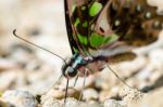 Close Up Tailed Jay Butterfly With Have Green Spots On Wings Stock Photo