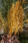 Date Palm (phoenix Dactylifera) Single Tree With Infructescences Stock Photo