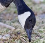 Background With A Canada Goose Eating Grass Stock Photo