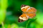 Rustic Butterfly ( Cupha Erymanthis ) Stock Photo
