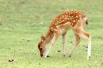Sika Deer Fawn Stock Photo