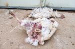 Dead Chicken From Avian Influenza In Farm Stock Photo