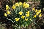 A Clump Of Daffodils Stock Photo