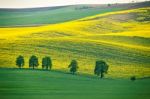 Green And Yellow Spring Hills. Colza Fields In Czech Moravia Stock Photo