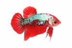 Normal Betta Fighting Fancy Fish On White Background Stock Photo