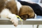 Illness Puppy ( Thai Bangkaew Dog ) With Intravenous Drip On Operating Table In Veterinarian's Clinic Stock Photo