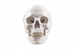Human Skull Model,isolated Stock Photo