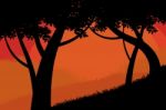 Silhouette Trees Forest Scene Stock Photo