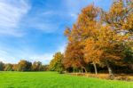 Colorful Fall Landscape With Trees Sky And Meadow Stock Photo