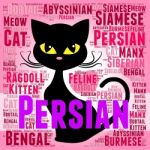Persian Cat Represents Pet Bred And Kitten Stock Photo