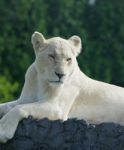 Bored White Lion Stock Photo