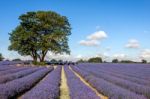 A Shady Place In A Field Of Lavender Stock Photo