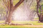 Land Scpae Of Green Tree In Public Park With Flare Light Backgro Stock Photo