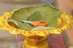 The Scissors Are Placed In Gold Tray And Padded With Lotus Leaves Stock Photo