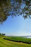 Landscape Of Tea Plantation Blue Sky Background Stock Photo