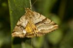 Goldwing (synthymia Fixa) Nocturnal Moth Stock Photo