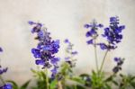 Lavender Flowers Blooming Stock Photo