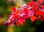 Acer Tree Leaves Changing Colour In Autumn Stock Photo