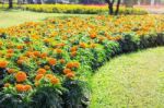 Cultivating Marigolds On Grass Stock Photo