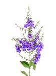 Purple Flowers Isolated On The White Background Stock Photo