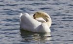 Beautiful Isolated Image Of A Wild Mute Swan Stock Photo