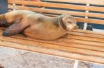 Sea Lion On A Bench, Galapagos Islands Stock Photo