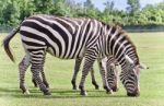 Postcard With Two Zebras Eating The Grass Stock Photo