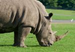 Strong Rhinoceros Is Eating The Grass Stock Photo