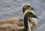 Beautiful Picture With A Pair Of Chicks Of The Canada Geese Swimming Together Stock Photo